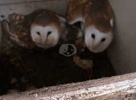 Pair of Barn owls