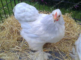 2 Porcelain Pekin Pullets/female 16 Weeks Old in Sandy SG19 on Freeads ...