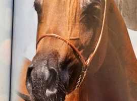 Arabian mare sale/ poss loan to right home