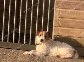 Jack russell. Freddy needs a new home