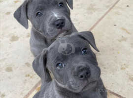 Blue staffordshire bull terriers