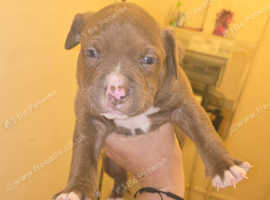 4 week old American Bully Pups