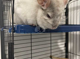 2x chinchillas with cage and accessories