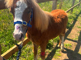 Grazing/ field/stable DIY wanted