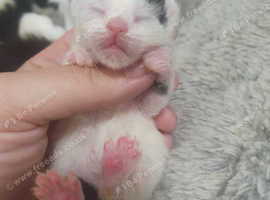 4 kittens ready 6th July