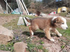 Sheepdog