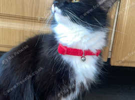 Siberian cat