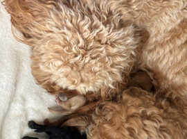 Toy cockapoo