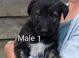 Irish wolfhound/Deerhound (Quality Puppy's)