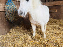 Miniature Shetland mare