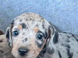 Silver Dapple Miniature Dachshund Puppy