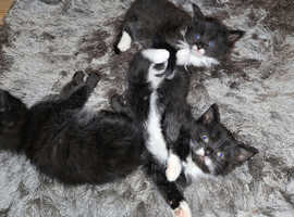 4 kittens (2 smoke black, 2 wild black) small sized cat
