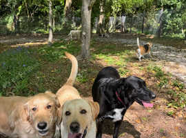 Dog Daycare & Secure Dog Walking Field