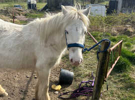 3 year old cob for sale