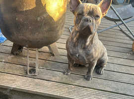 Blue brindal french bulldog