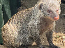 Breeding group of Banded Mongoose