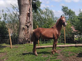 FLASHY FILLY 1year old