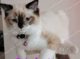 Ragdolls looking 4 loving homes