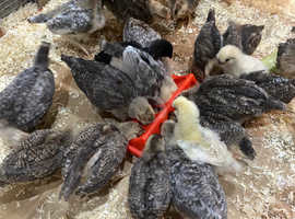 4 weeks old Crested cream legbar growers blue egg layer chickens