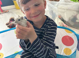 2 female gerbils