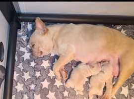 2 kc registered French bulldog puppies