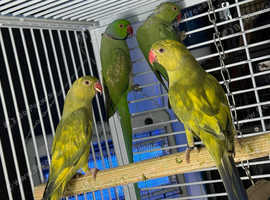 Indian ringneek parrots Glasgow