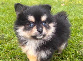 Pomsky F3b Russian Pomeranian Puppies