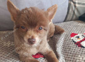 Pomeranian   ( readvertising) due to time wasters )