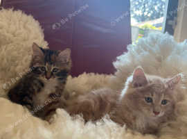2 Rare Kurilian Bobtail