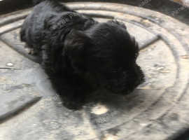 Miniature schnauzer pup