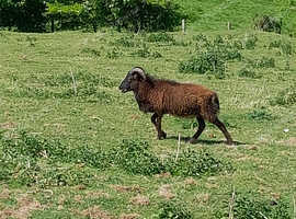 Soay x Shetland sheep for sale m/f/w
