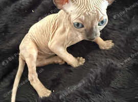 Sphynx kittens boys and girls