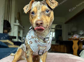 Monty, 2 years old Jack Russell terrier