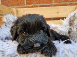 KC REGISTERED Giant Schnauzer puppies DNA/BVA eye tested/ HIP