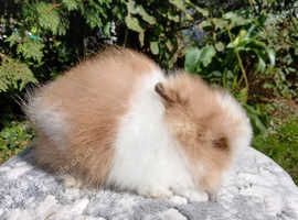 Stunning DM Lionhead baby rabbits