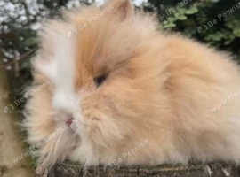 Two Lionhead rabbits for sale