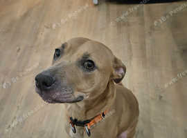 shar-pei cross staff