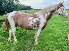 Super sweet mare ! Would make a lovely easy project