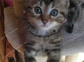 Ready to leave now stunning kittens