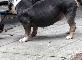 Narla female pocket bully