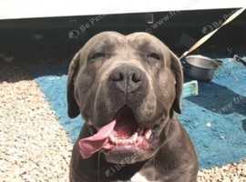 Cane corso Lola