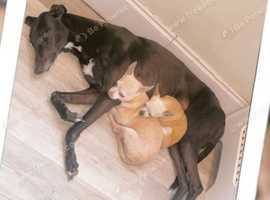 Female greyhound