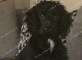 Puppy