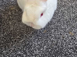 2.5year old female baby Netherland dwarf for loving home