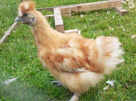 Silkie Cockerel FREE to very good home