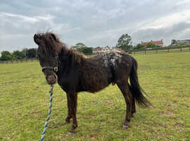 blanket spot falabella gelding