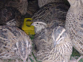 Jumbo pharaoh quail hens