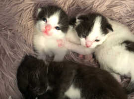 2 beautiful male kittens left