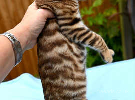 Superb top quality Toyger female