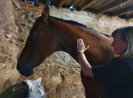 Equine Bodywork, Veterinary Physiotherapy, Craniosacral and Advanced Myofascial Release Therapy